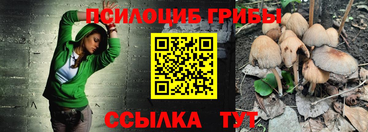 Псилоцибиновые грибы Psilocybe Кузнецк